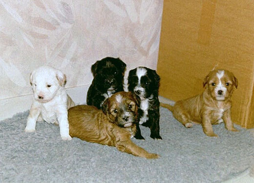 v.l.: Luna, Bya-ra, Bhayani, Bhodi und Lou