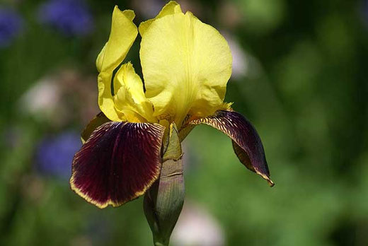 Iris