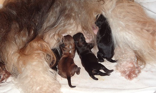 Milka und die F-Wurf-Babys nach der Geburt
