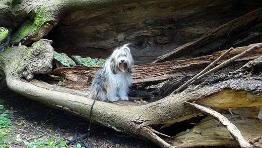 Milka und der alte Baum