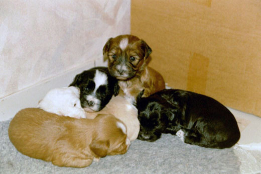 v,l.: Lou, Luna, Bhodi, Bya-ra und Bhayani
