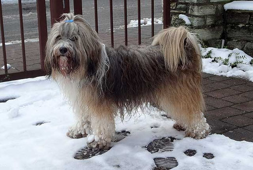 Milka nach dem Schneespaziergang