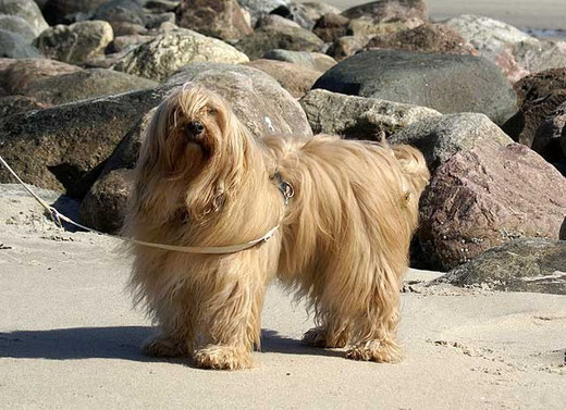 Bya-ra am Strand von Blåvand