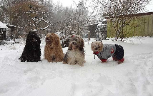 Kar-mi, Bya-ra, Milka, Indra - März 2013