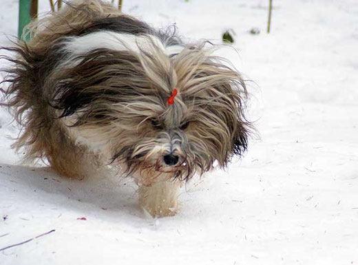 Tibet-Terrier-Hündin Milka