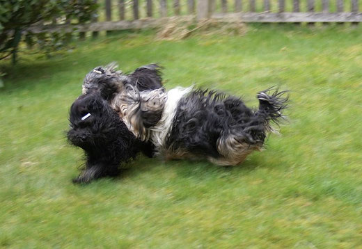 Tibet-Terrier Yeshi, Jita und Geshe beim Rennen und Spielen