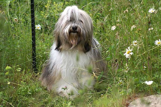 Milka mitten im Gras