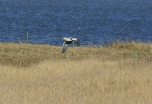 Reiher auf der Flucht