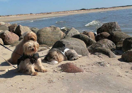 Unsere drei Tibet-Terrier-Damen am Strand von Blåvand