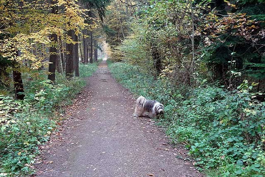 Milka im Wald auf der Pirsch