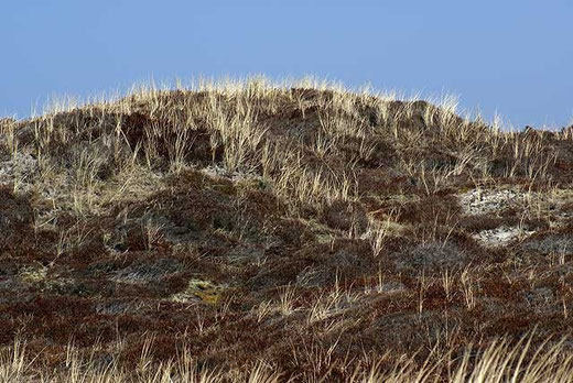 Dünen am Børsmose Strand