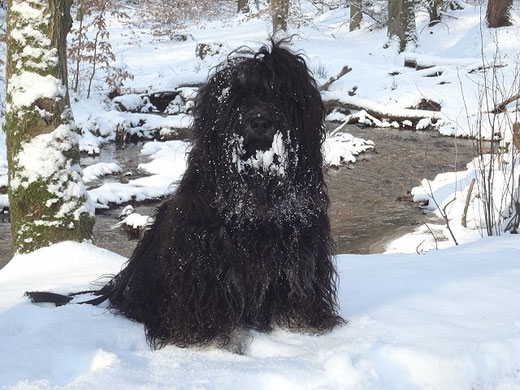 Yeshi im Winterwald im Januar 2016
