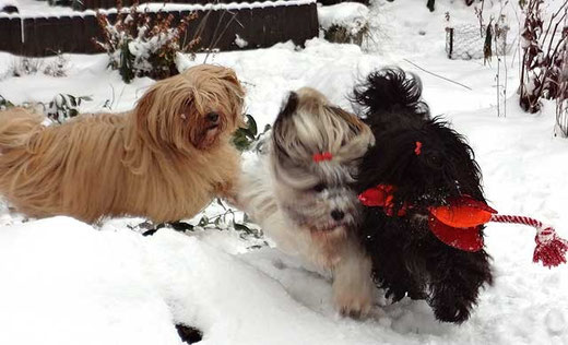 Das Trio beim Toben im Schnee