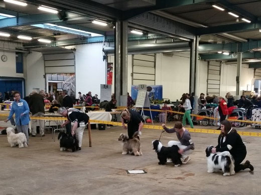 Lingen - Hündinnen Jugendklasse - 23.4.2016