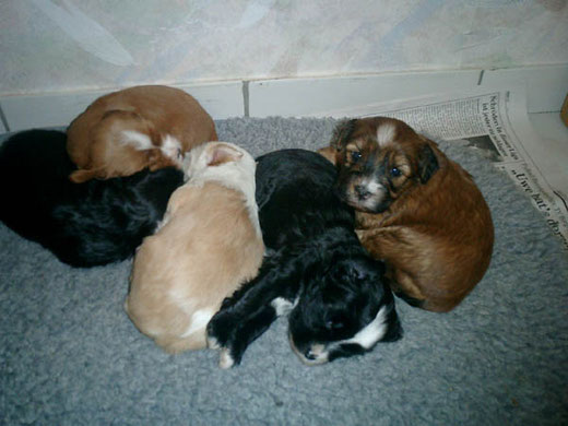 v.l.: Bhayani, Lou, Luna, Bhodi und Bya-ra