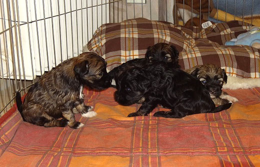 v.l.: Femi, Yeshi, Fiona und verdeckt Mon-sha