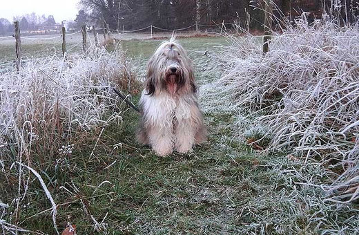 Milka bei frostigen Temperaturen