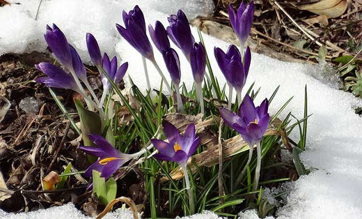 Krokus im Schnee