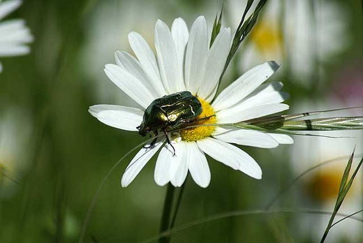 Ein Rosenkäfer auf der Margerite