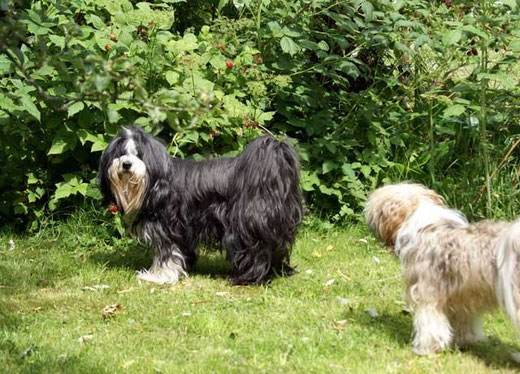 Gesar und die kleine Milka beim Himbeerenpflücken