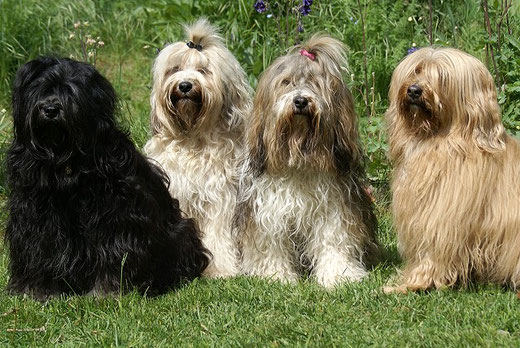 v.l.: Yeshi, Fiona, Milka und Bya-ra - Mai 2016