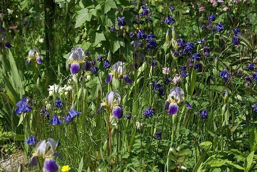 Blüten-Wirr-Warr
