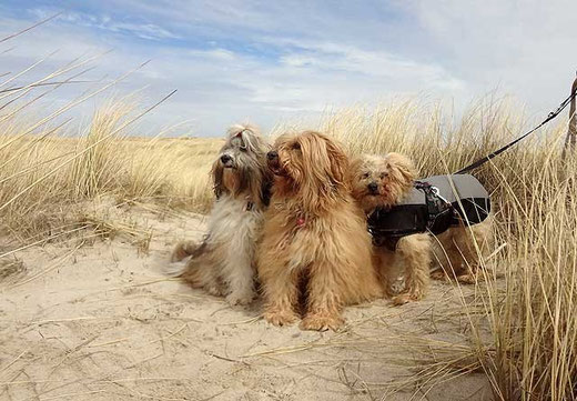 Das Trio in den Dünen von Houstrup Strand