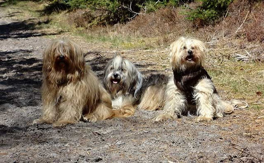 Bya-ra, Milka und Indra in Dänemark im Mai 2013