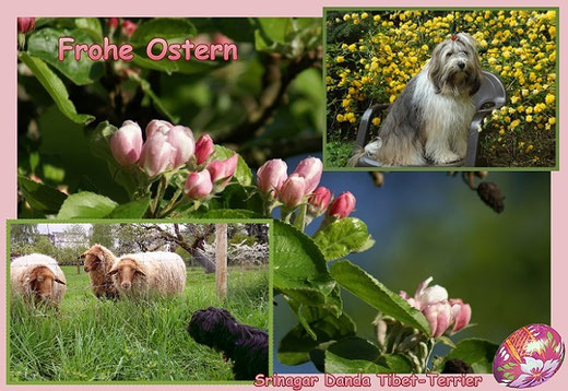 Frohe Ostern wünschen die Srinagar Danda Tibet-Terrier