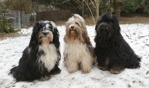 Lisha, Milka und Yeshi - 29.01.2017