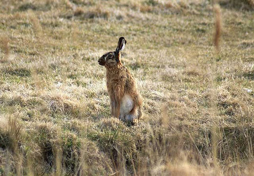 Unser Nachbar: Herr oder Frau Hase