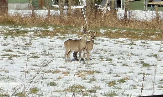 Rehe