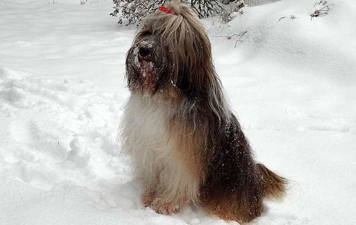 Stolze Schneeprinzessin Milka