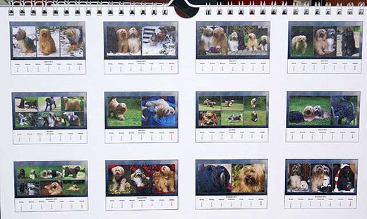 Srinagar-Danda Tibet-Terrier-Kalender