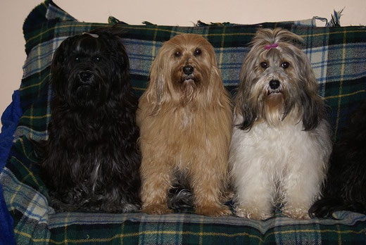 Tibet-Terrier Yeshi, Bya-ra und Milka - alle drei frisch gebadet - Februar 2015
