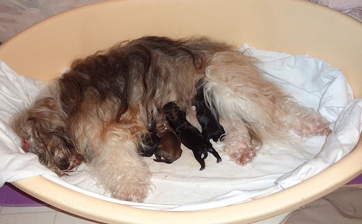 Milka und die F-Wurf-Babys nach der Geburt