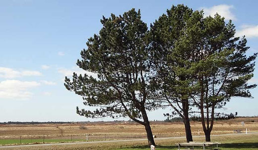 Rastplatz Gelså