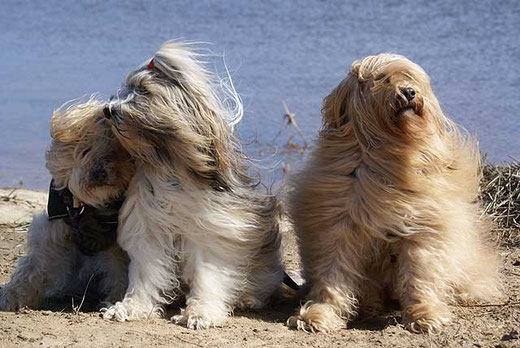 Das Trio im Winde