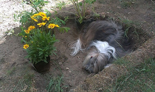 Ein besonderes Blümchen