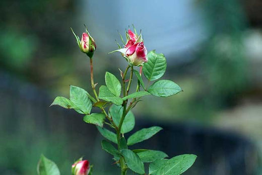 Diese kleine Rose gibt noch nicht auf