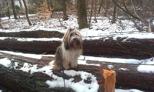 Milka im Wald