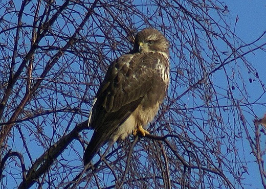 Bussard - Den stolzen Kerl musste ich unbedingt mit der Kamera einfangen