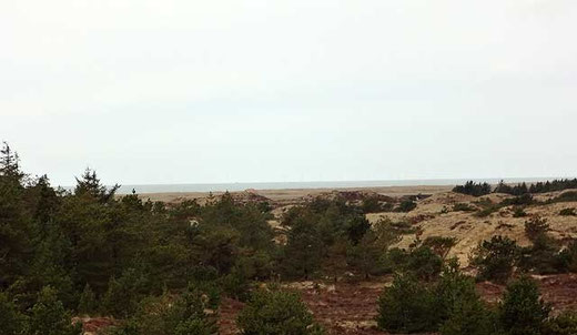 In der Ferne der Strand von Blåvand