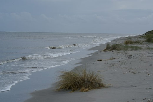 Lyngså-Strand (Sønderklit) 2011