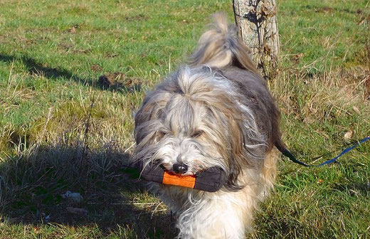 Milka beim Futterbeutel-Apportieren
