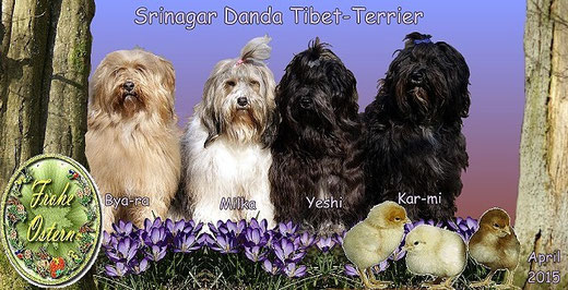 Frohe Ostern wünschen die Tibet-Terrier vom Zwinger Srinagar Danda