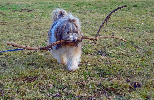 Milka Holz-Transport