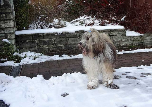 Milka und der Pappschnee