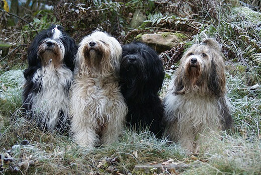 1.1.2017 - Lisha, Fiona, Yeshi und Milka