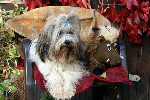 Tibet-Terrier-Hündin Srinagar Danda Da-cha Milica